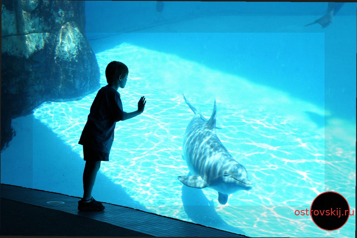 SeaWorld Parks: Лучшие Скидки и Промокоды